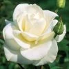 John F. Kennedy Hybrid Tea Rose -Botanical Bliss 45122