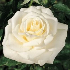 John F. Kennedy Hybrid Tea Rose -Botanical Bliss 45122 1