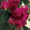 Intrigue Floribunda Rose -Botanical Bliss 45733
