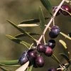 Olive 'Arbequina' Tree 1 Olive 'Arbequina' Tree -Botanical Bliss 46044