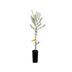 Olive 'Arbequina' Tree -Botanical Bliss 46044 2