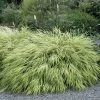 Golden Hakone Grass -Botanical Bliss 46547