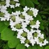 Viburnum 'Shasta' -Botanical Bliss 47453