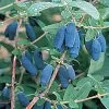 Lonicera Blue Velvet® Honeyberry -Botanical Bliss 47637