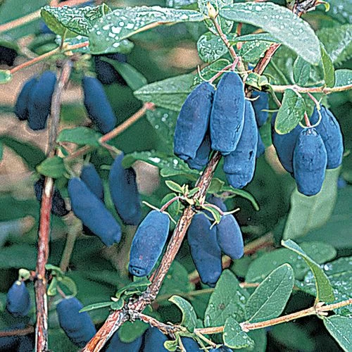 Lonicera Blue Velvet® Honeyberry 3 Lonicera Blue Velvet® Honeyberry