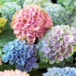 Everlasting™ Revolution Hydrangea