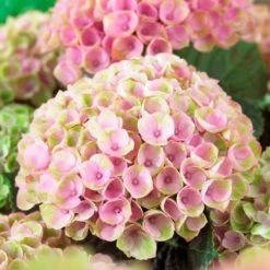 Everlasting™ Revolution Hydrangea -Botanical Bliss 47825 2