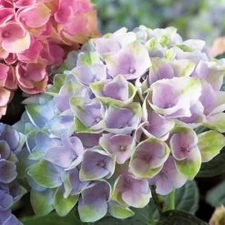 Everlasting™ Revolution Hydrangea -Botanical Bliss 47825 3
