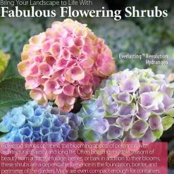Everlasting™ Revolution Hydrangea -Botanical Bliss 47825 4