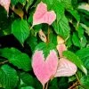 Actinidia Pasha™ Arctic Beauty™ Male Kiwi -Botanical Bliss 47953
