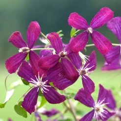 Sweet Summer Love Clematis