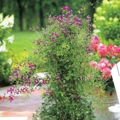 Sweet Summer Love Clematis -Botanical Bliss 47984 2