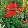 Crocosmia 'Lucifer' Falling Stars Bulbs