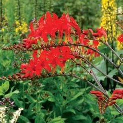 Crocosmia 'Lucifer' Falling Stars Bulbs