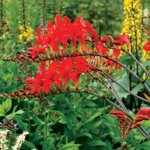 Crocosmia 'Lucifer' Falling Stars Bulbs 3 Crocosmia 'Lucifer' Falling Stars Bulbs