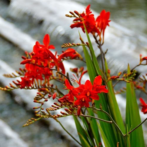 Crocosmia 'Lucifer' Falling Stars Bulbs 4 Crocosmia 'Lucifer' Falling Stars Bulbs - Image 2