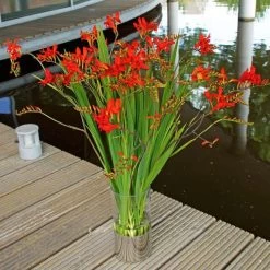 Crocosmia 'Lucifer' Falling Stars Bulbs 8 Crocosmia 'Lucifer' Falling Stars Bulbs -Botanical Bliss 48038 PK 10 2