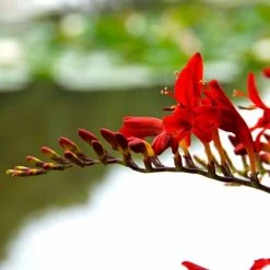Crocosmia 'Lucifer' Falling Stars Bulbs 9 Crocosmia 'Lucifer' Falling Stars Bulbs -Botanical Bliss 48038 PK 10 3