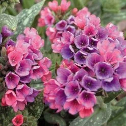 'Raspberry Splash' Lungwort