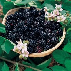 Rubus 'Black Satin' Blackberry -Botanical Bliss 48448 2