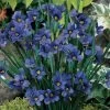 Lucerne Blue-Eyed Grass