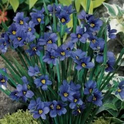 Lucerne Blue-Eyed Grass