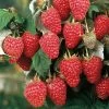 Rubus 'Heritage' Raspberry -Botanical Bliss 48672 PK 3