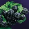 Rubus 'Jewel' Raspberry 2 Rubus 'Jewel' Raspberry -Botanical Bliss 48676 pk 3