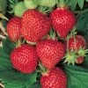 Fragaria 'Quinault' Strawberry -Botanical Bliss 48748 PK 20