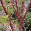 Acer 'Sango Kaku' -Botanical Bliss 49007