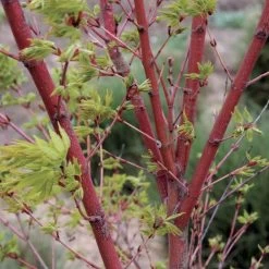 Acer 'Sango Kaku'