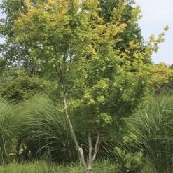 Acer 'Sango Kaku' -Botanical Bliss 49007 2