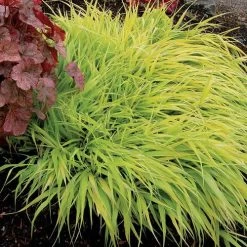 Hakonechloa 'All Gold'