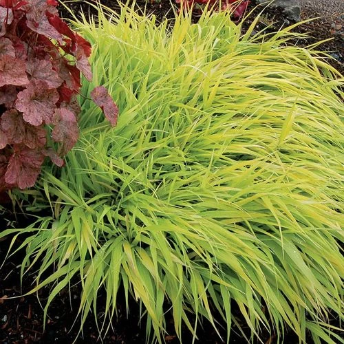 Hakonechloa 'All Gold' 3 Hakonechloa 'All Gold'