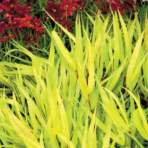 Hakonechloa 'All Gold' 4 Hakonechloa 'All Gold' - Image 2