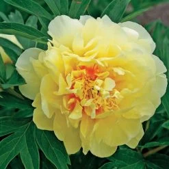 Bartzella Itoh Peony