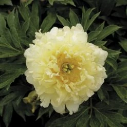 Bartzella Itoh Peony -Botanical Bliss 49335 2
