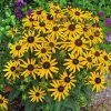 Rudbeckia 'Little Goldstar' -Botanical Bliss 49342