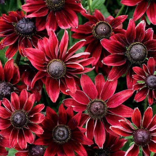 Rudbeckia 'Cherry Brandy' 3 Rudbeckia 'Cherry Brandy'