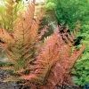 Dryopteris 'Brilliance' Autumn Fern 2 Dryopteris 'Brilliance' Autumn Fern -Botanical Bliss 49587