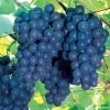 Vitis 'Concord' Grape 1 Vitis 'Concord' Grape -Botanical Bliss 49823 pk 3
