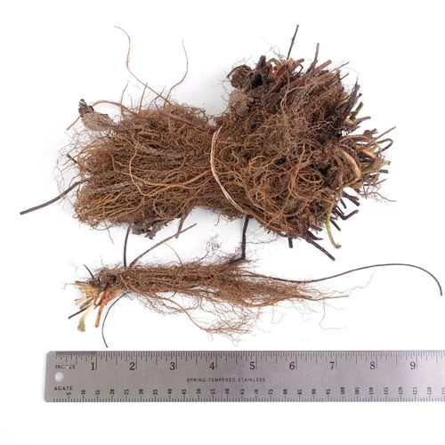 Fragaria 'Jewel' Strawberry 4 Fragaria 'Jewel' Strawberry - Image 2