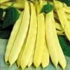 Capitano Bush Bean Seeds -Botanical Bliss 5009