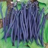 Dwarf Velour French Bush Bean Seeds -Botanical Bliss 5018