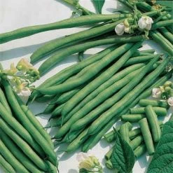 Kentucky Blue Pole Bean Seeds -Botanical Bliss 5032