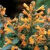 Arizona™ Sandstone Hummingbird Mint Seeds -Botanical Bliss 51013 pk p1