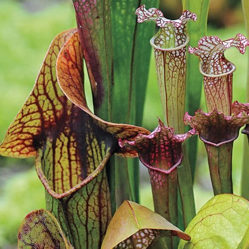 Webbed Goblets And Chalices Pitcher Plant Seeds 4 Webbed Goblets And Chalices Pitcher Plant Seeds - Image 2