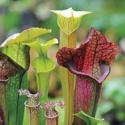 Webbed Goblets And Chalices Pitcher Plant Seeds 7 Webbed Goblets And Chalices Pitcher Plant Seeds -Botanical Bliss 51018 PK P1 2