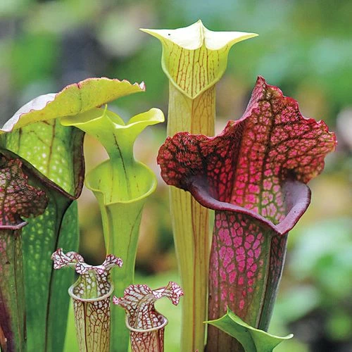 Webbed Goblets And Chalices Pitcher Plant Seeds 5 Webbed Goblets And Chalices Pitcher Plant Seeds - Image 3