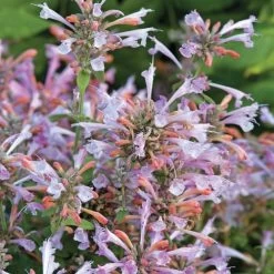 Arizona™ Sunset Hummingbird Mint Seeds -Botanical Bliss 51021 PK P1 3